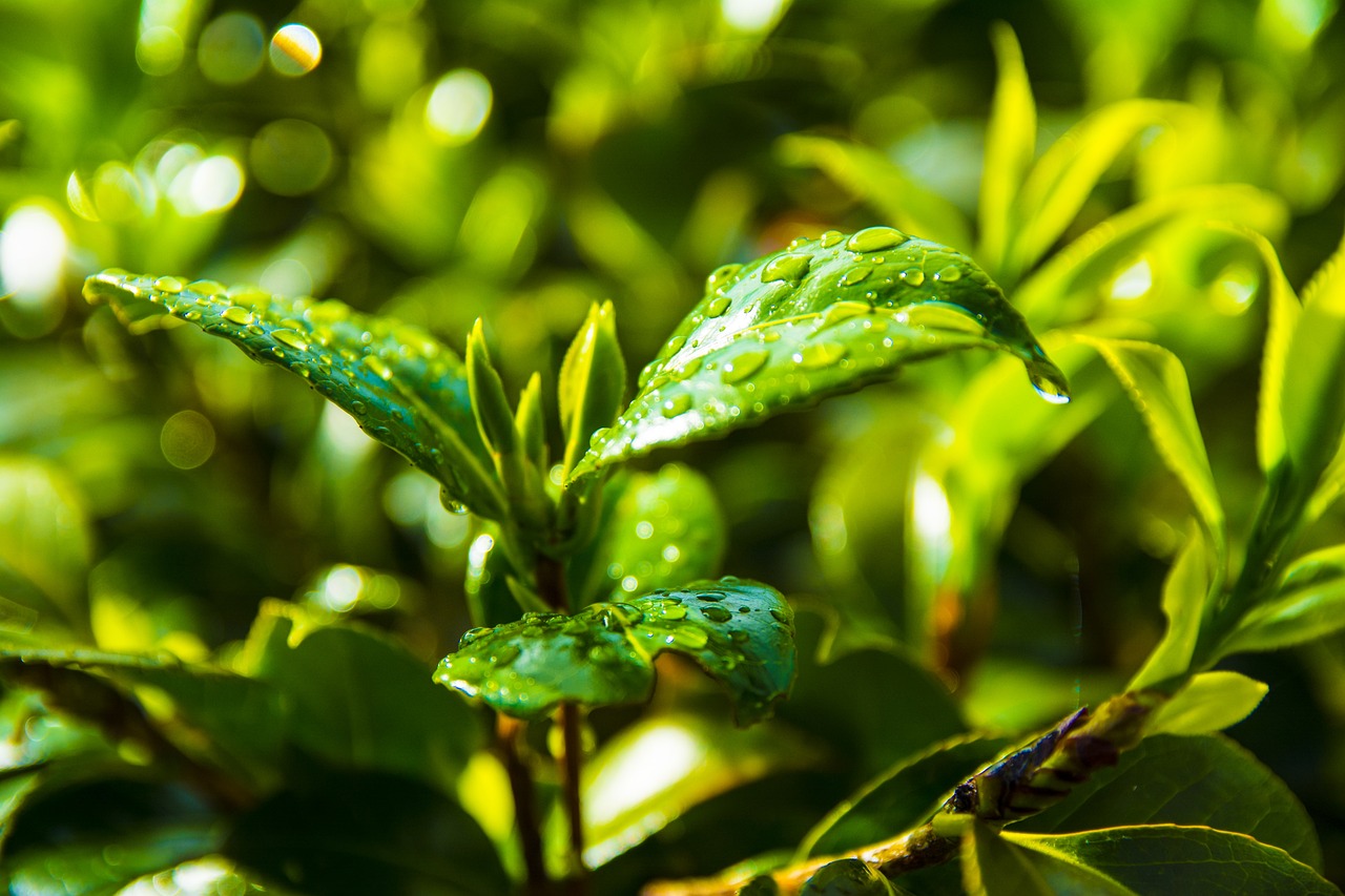 室外吊籃綠植盆栽，美化環(huán)境與生活的綠色藝術(shù)