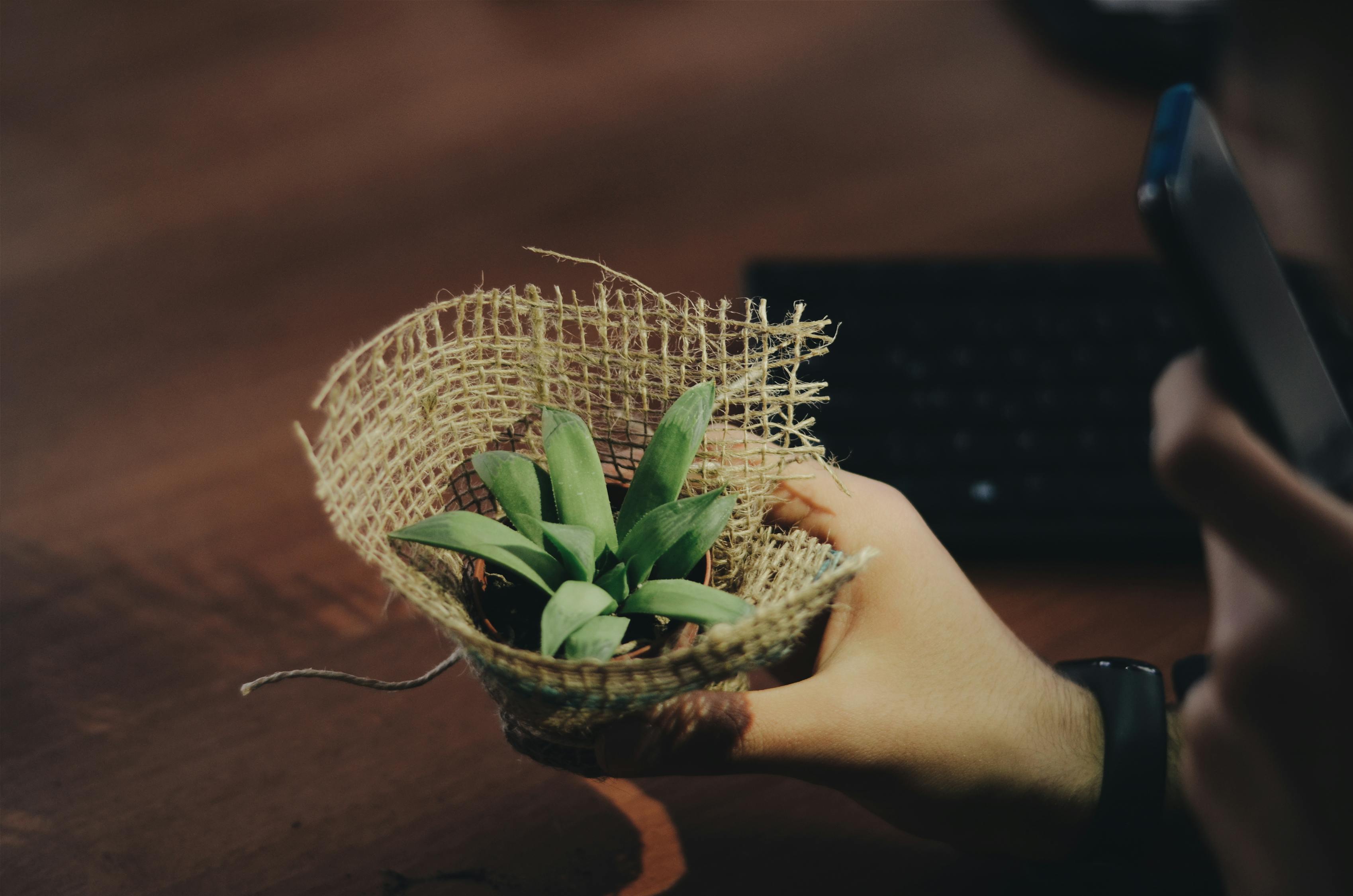 隨州本地綠植盆栽室內(nèi)批發(fā)直播，繁榮的綠意事業(yè)與數(shù)字化營(yíng)銷新風(fēng)尚