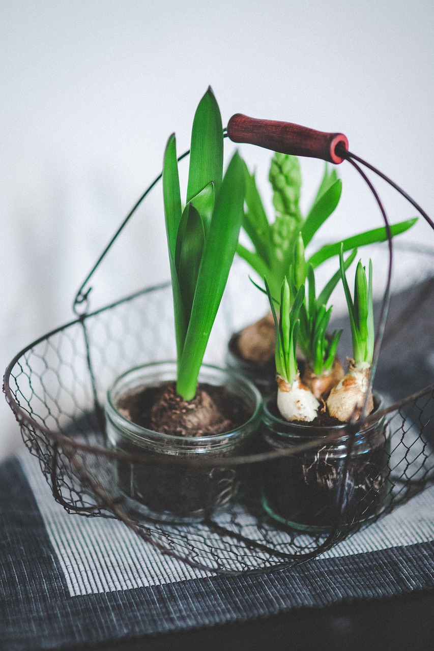 室內(nèi)綠植盆栽移植，打造綠色家居的新篇章