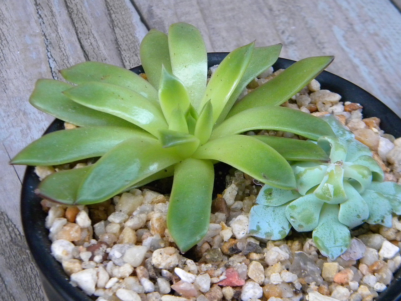 朱頂紅大朵鮮艷大氣盆栽綠植室內(nèi)——家居裝飾的璀璨明珠