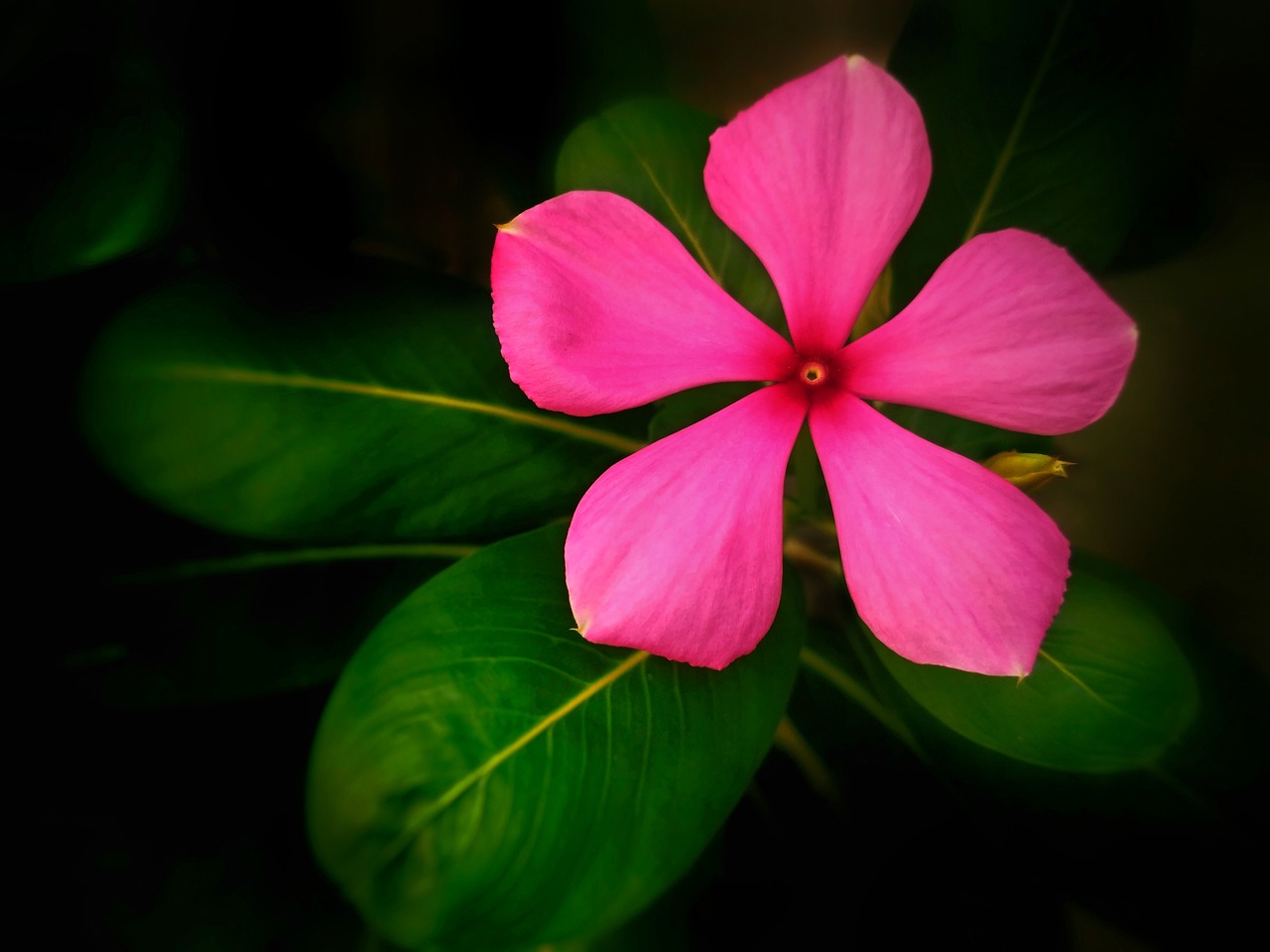 湖北室內(nèi)綠植盆栽的獨(dú)特魅力