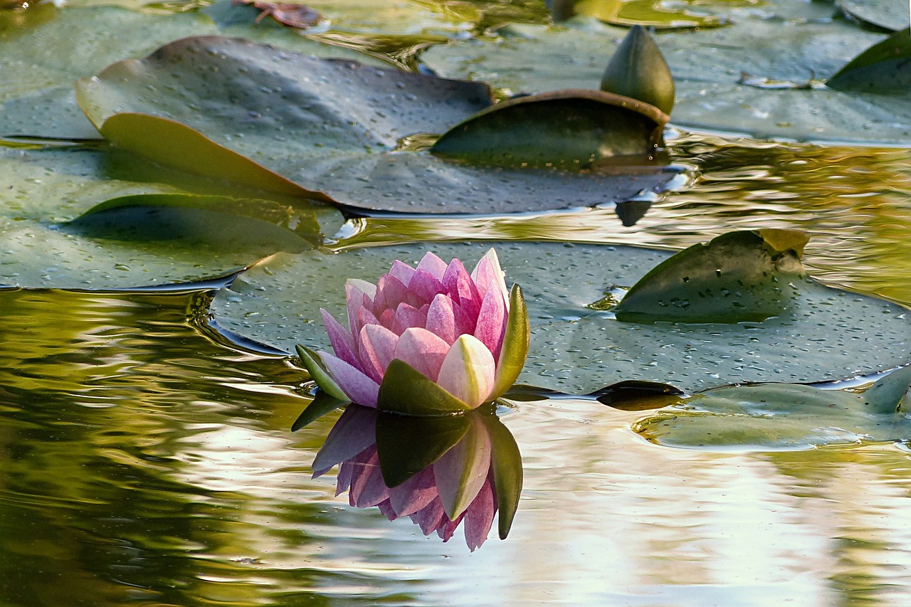 精選分解:	順風(fēng)順?biāo)唛_(kāi)， 山水如畫(huà)醉人意代表什么生肖猜準(zhǔn)確動(dòng)物|講解詞語(yǔ)解釋釋義