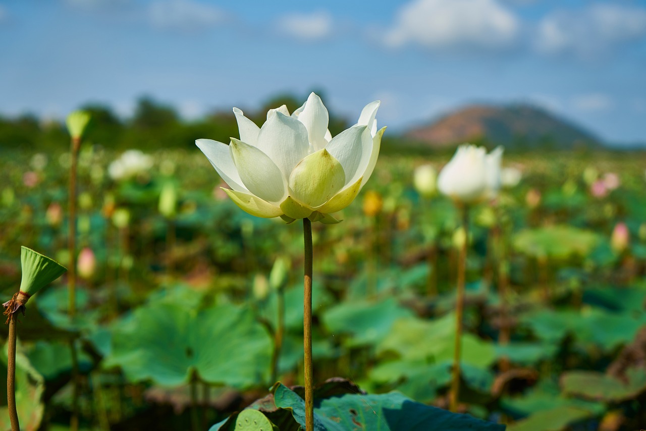 精選分解====轉(zhuǎn)眼又是六月天，時(shí)光如飛又一年，年少努力老來(lái)享，認(rèn)真拼搏要勤懇打一最佳準(zhǔn)確生肖|講解詞語(yǔ)解釋釋義高效版230.350