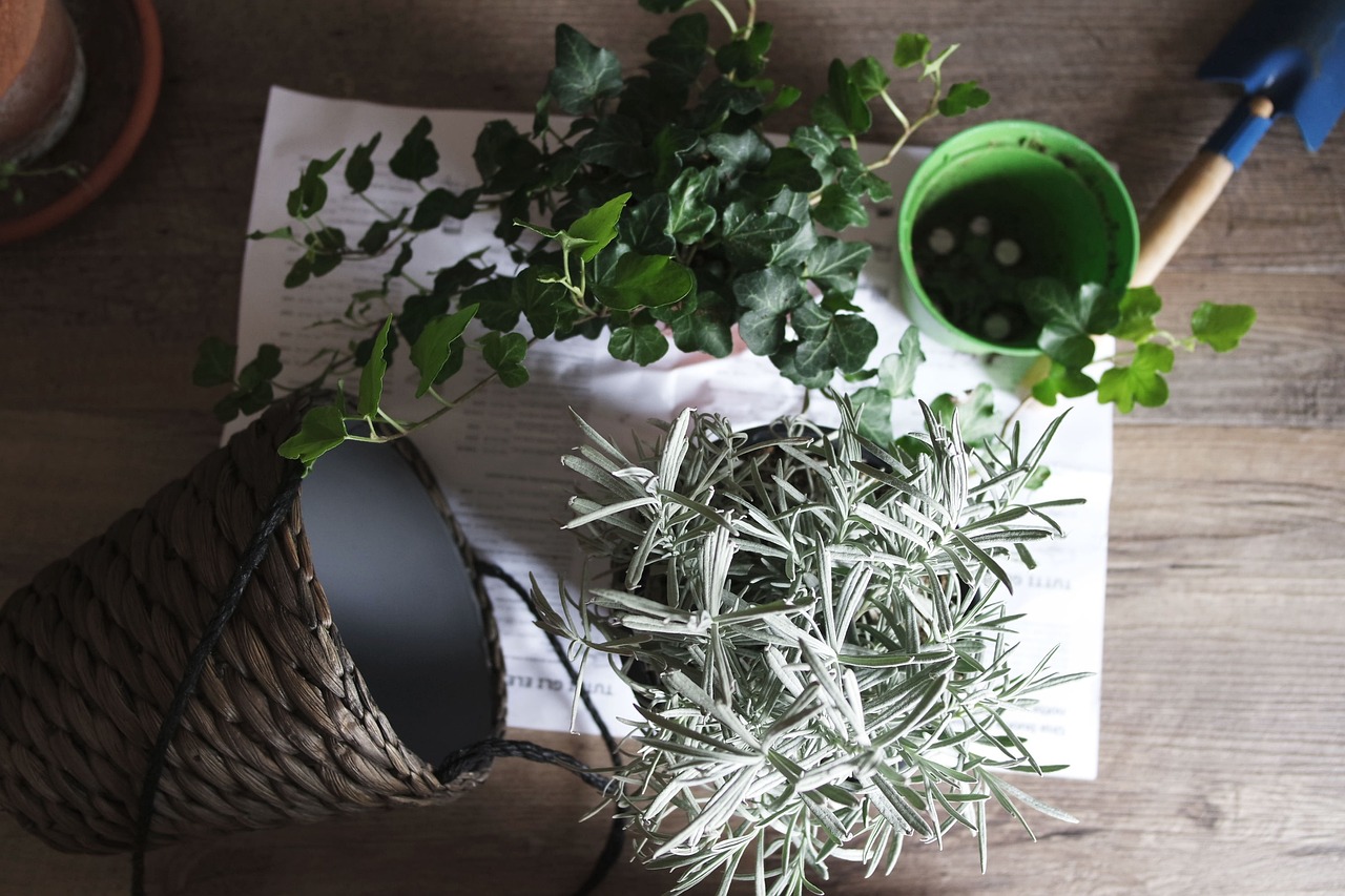 綠植室內(nèi)盆栽植物小，美化家居的小精靈