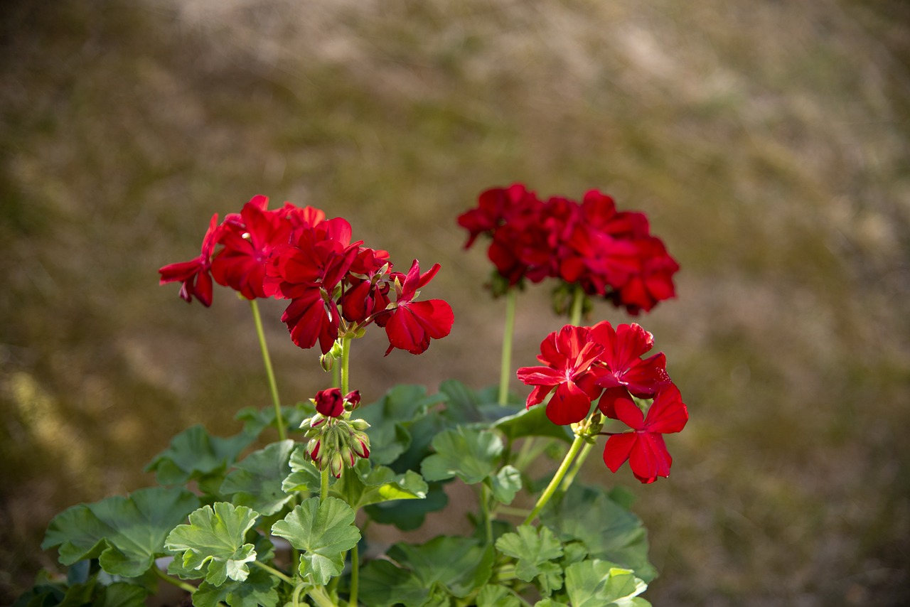 室內(nèi)綠植盆栽，紅掌與發(fā)財樹的魅力