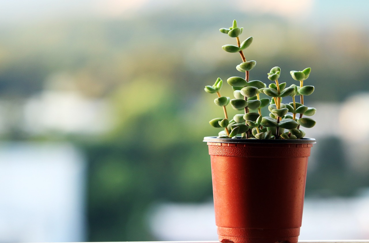 室內(nèi)綠植盆栽種植方法與技巧