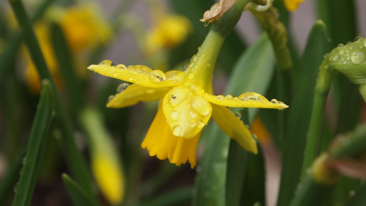 綠植盆栽室內(nèi)旺財(cái)樹(shù)，美化家居，寓意吉祥